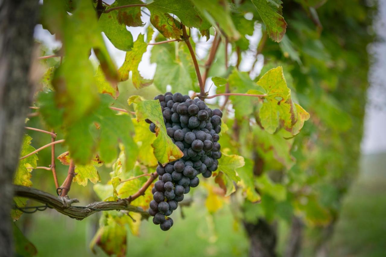 Ca Trifolera Barbaresco - Romantico Cascinale Con Antica Cantina Nel Cuore Delle Langhe - Degustazione Vini Nella Nostra Cantina Экстерьер фото