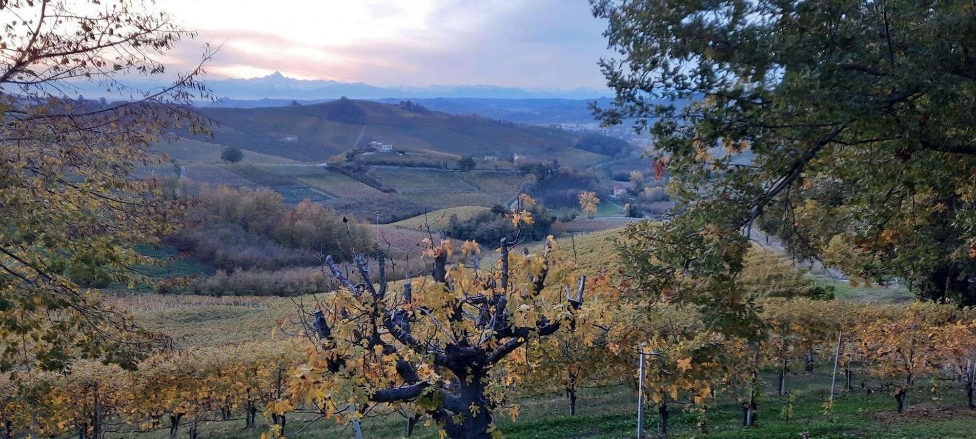 Ca Trifolera Barbaresco - Romantico Cascinale Con Antica Cantina Nel Cuore Delle Langhe - Degustazione Vini Nella Nostra Cantina Экстерьер фото